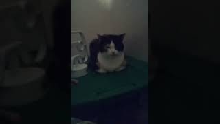 Cat reveal for 33 subs!