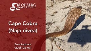 Cape Cobra rescued near Sunningdale (20180204)