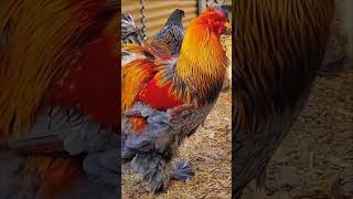 Fancy breed🥵🥰#birds #rooster #roosterchicken #fancybreed #subscribers #viralvideo #viwes