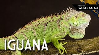 6 Insane Iguana Facts