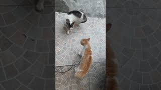 Kucing oranye dan kucing putih berantem rebutan wilayah #cats #catlovers #cat #catvideos