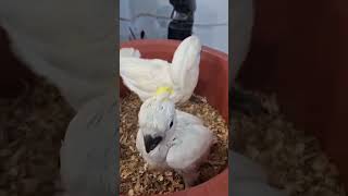 Cockatoos 🐥 cute baby 🐥