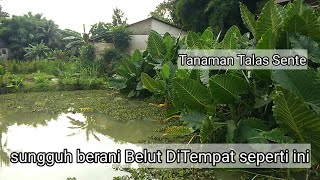 🔴 salam pembuka,mancing Belut