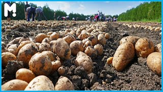 🥔 Potato Farming and Harvesting - Potato Processing Factory - Potato Technology Agriculture Farming