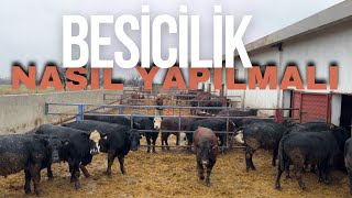 BESİCİLİK NASIL YAPILIR ? / SORU CEVAP VİDEOSU