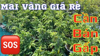 18-10-2023☎️0348864584 (gặp Thái) cần bán gấp lưu mai vàng chơi tết 2024