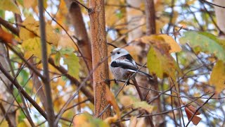 #blog Длиннохвостая Синица (Ополовник) стрекочет / Long-tailed tit