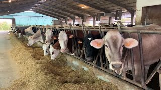 La ferme Marcolin en Italie : 100 VL sur 48 ha