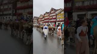 Alpine descent festival in Appenzell, Switzerland 🇨🇭Alpabzug #switzerland #wandererduo