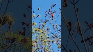 so beautiful Red cardinal singing 😍 please like comment subscribe share follow me, thanks