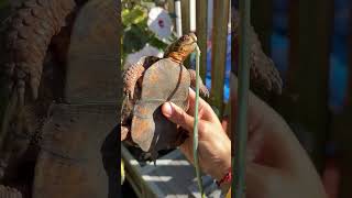 Turtle Attempting to Swallow Long Green Snake