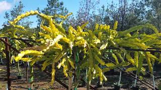 Dragonfruit grafting is it worth it