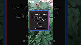 Pahaliya videos #trending #islamic #islamicvideo #quote #viralvideo #tiktok #musicapp #poetry #reels