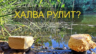 Халва Подсолнечная или Арахисовая??? Реакция рыбы! Подводная съемка