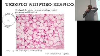 BCT_B_Tessuto Adiposo