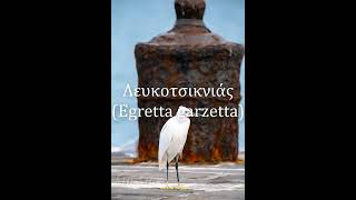 Λευκοτσικνιάς  / Egretta garzetta