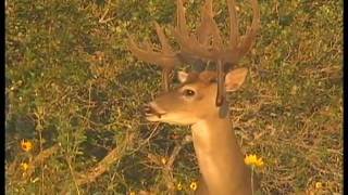 Primo Buck Two, Buck of a Lifetime with Large Drop-tines