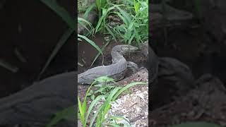 banyak biawak di belakang rumah