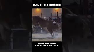 Le hizo falta jinete a este Torazo‼️⚠️🐮