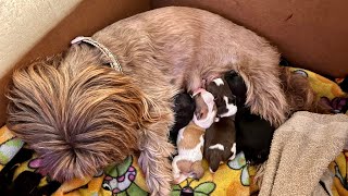 shih tzu puppies birth day