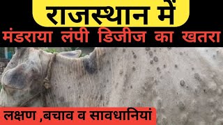 लम्पी रोग के लक्षण व बचाव के उपाय ।  Cow new disease 2022 । Lumpy skin disease । राजस्थान लम्पी रोग