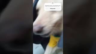 será que eu estou bonitinho?? #crescernoyoutube #pets #shortsviral #cachorro #ajudeosanimais