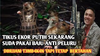 Hunting Solo Part 2 || Omon - Omon Tikus Ekor Putihnya Memakai Baju Anti Peluru Guys