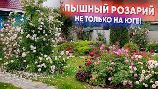 Пышный розарий - не только на юге!