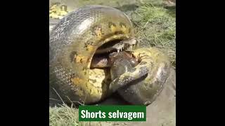 Quem sairá vivo desta? 😱🐊🐍/ #shorts #anaconda #jacaré