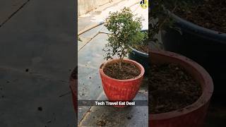 madhukamini plant care tips| madhukamini repoting process| plant repot kaise Karen #planting