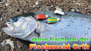 Fischzucht Orth 100% Fisch Aktivität