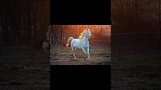 Galloping horse _ Sound