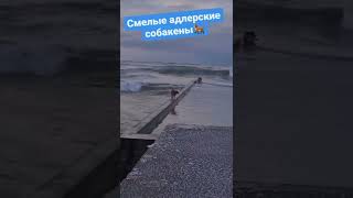 Смелые Собакены Адлер