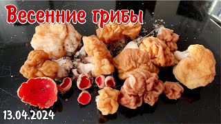 Весенние Грибы  "Саркосцифа и Строчки Гигантские" 13.04.2024