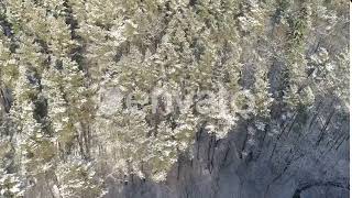 Drone flying above the winter forest