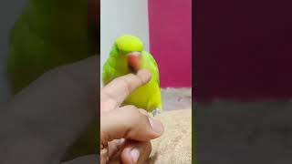 talking Parrot #parrot #birds