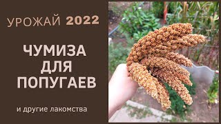 СОБИРАЕМ УРОЖАЙ ЧУМИЗЫ 2022 года. Другие бесплатные лакомства для попугая. Чем угостить попугая.