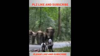 Marte Marte Bach gaye#elephant #animals #shorts