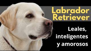 06 LABRADOR RETRIEVER: Leales, Inteligentes y Amorosos | QuieroAMiPerro ❤️