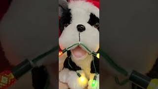 CHIRSTMAS DOG #chirstmas #chirstian_song #columbiasouthcarolinalifestyle