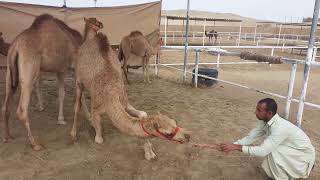 The camel is being trained to get up and sit down / Gulf Camel  Dubai Camel / January 1, 2022