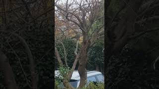 Pigeon on tree#shortvideo