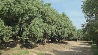 [IRQ] Fadhillyah - Mosul Street, Fadhillyah Olive forest الفاضلية ، مزارع الزيتون ، جبل الزيتون