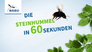 Die Steinhummel in 60 Sekunden