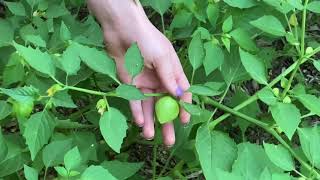 Garden Production Without Planting Anything!