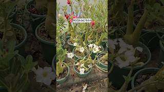 adenium plant sell online cheapest rate 9038468444 #shorts