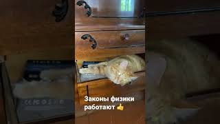 Законы физики работают🐈👍🐈