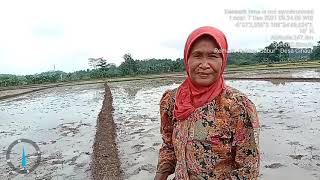 Berjalan Di Atas Pematang Sawah