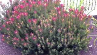 Leucadendron salignum 'Winter Red'