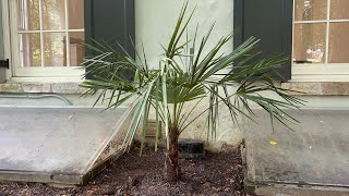 Planting another windmill palm at our new house